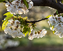 Orchard Blossom 136